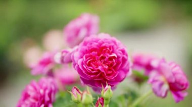 Zarif pembe güllerin ve narin gül goncalarının zoom çekimi bulanık doğa ortamının arka planına kurulmuştur.