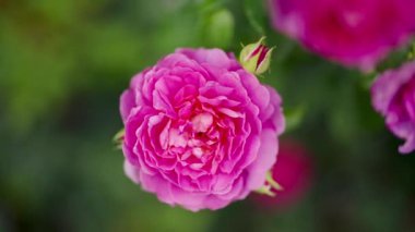 Üzerinde birçok taç yaprağı ve küçük gül tomurcukları olan güzel pembe bir gülün, bulanık bir arka planda dönen bir görüntüsü.