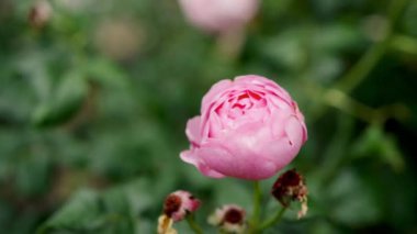Kısmen çiçek açmış yeşil yapraklı bir bahçede, arka planda odak dışı güllerle yakın plan bir pembe gül.