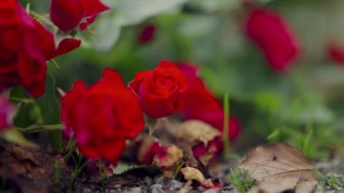 Yeşillik ve kurumuş yaprakların arasında, zemin seviyesinde canlı kırmızı güller, bulanık bir arka planla.