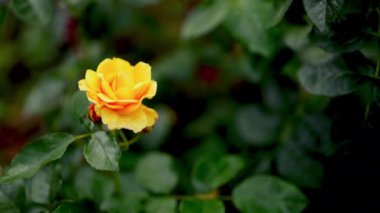 Çiçeğin tabanında koyu yeşil yapraklarla çevrili görünen bir tomurcuğa sahip narin yapraklı parlak sarı bir güle yakın çekim.