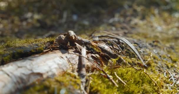 在这张特写中 蚂蚁爬上一块木头 在阳光下栖息在绿树成荫的地面上 — 图库视频影像