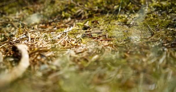 乾いた松針で覆われた地面を這うアリのクローズアップ 明るい日光の下で小さなツイッグとモス — ストック動画