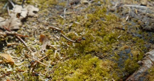 Karınca Kolonisindeki Işçi Bir Karıncanın Makro Görüntüsü Toprakta Yosun Kurumuş — Stok video