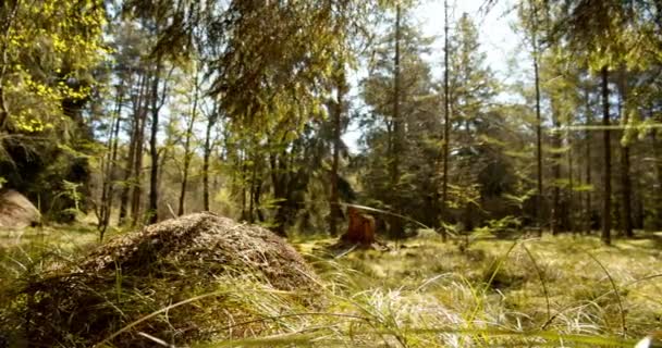 一声枪响抓住了森林里的一个巨大的蚁丘 周围都是草和树 阳光穿过树木 在周围投下阴影和亮点 — 图库视频影像