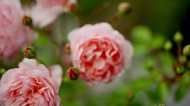 Ett Rack Fokus Skott Vackra Rosa Rosor Trädgård Omgiven Gröna — Stockvideo