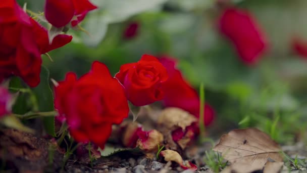 Tiro Nível Solo Rosas Vermelhas Vibrantes Meio Vegetação Folhas Caídas — Vídeo de Stock