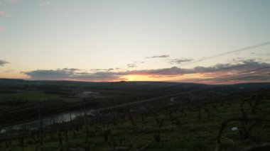 Bir el kamerası günbatımında bir üzüm bağında sıralanmış çıplak üzüm asmalarıyla sarmaşıkları yakalar.