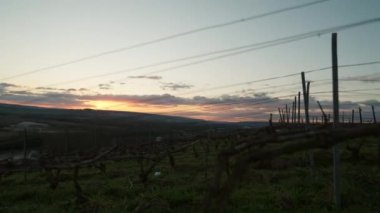 Sağdan sola hareket eden bir el kamerası günbatımında üzüm bağında sıralanmış çıplak üzüm asmaları ile süslenmiş sarmaşıkların manzarasını yakalıyor.
