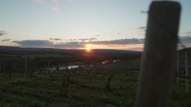 Ufukta batan güneşin görüntüsüyle sarmaşıklar boyunca uzanan çıplak üzüm sıralarını gösteren bir el kamerası görüntüsü.