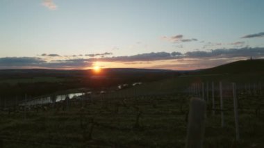 Gün batımında sarmaşıkların arasında zarif bir şekilde duran çıplak üzüm bağlarının sıralarını yakalıyor.