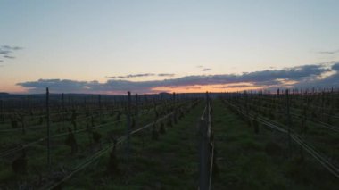 Gün batımında çıplak üzümlerle dimdik duran üzüm sarmaşıklarını yakalayan bir el kamerası.