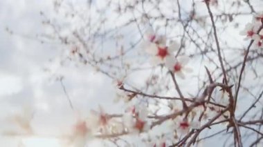 Gün ışığında badem ağaçlarının zarif çiçeklerini yakalayan bir el kamerası görüntüsü.