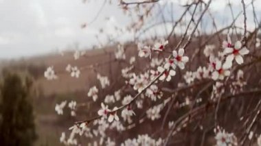 Gün ışığında dans eden narin beyaz yaprakları yakalayan bir el kamerası görüntüsü.