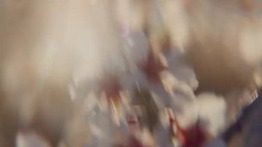 Bir el kamerası, badem çiçeklerinin ruhani güzelliğini büyüleyici bir Bokeh güneş ışığı arkaplanına yansıtır.