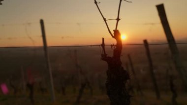 Batan güneşin sıcak renklerine karşı sarmaşık sistemlerindeki üzümlerin detaylarını gösteren yakın çekim.