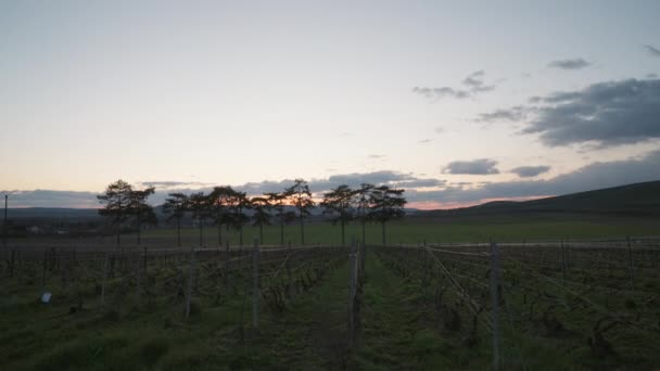 Handheld Shot Featuring Sunset Skies Neatly Pruned Grapevines Vineyard — Stock Video