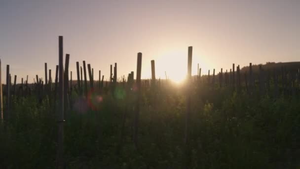 ブドウ畑の素朴な魅力を通して繊細に織り上げた暖かいビームを撮影したハンドヘルドショット — ストック動画