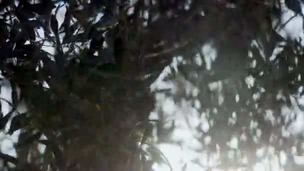 オリーブの木の枝を捉えたハンドヘルドショットは 日光の暖かい抱擁の下に優雅に揺れている — ストック動画