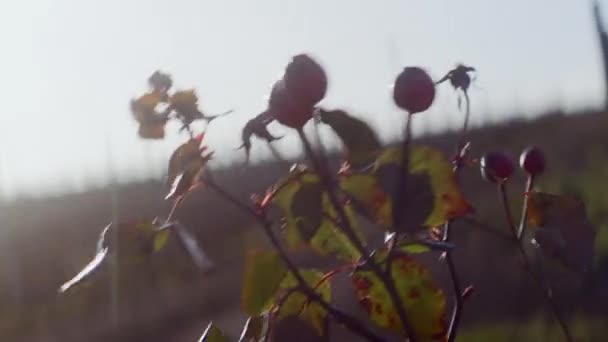 日光を浴びるハンドヘルドショット 明るい日光に対して優しいブドウ園風に優しく揺れるローズヒップ — ストック動画