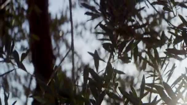 Ein Handschuss Fängt Olivenzweige Ein Die Sich Anmutig Wind Wiegen — Stockvideo