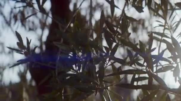 ハンドヘルドショットは オリーブの木の枝の自然の美しさをキャプチャし 日光が楽しいフレアを作成するように光の遊びを示しています — ストック動画
