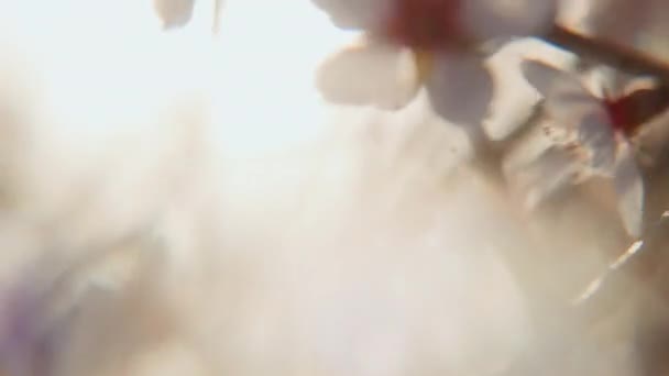Una Toma Mano Que Captura Flores Almendras Sus Delicados Pétalos — Vídeo de stock