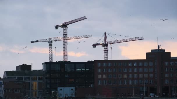 Stora Byggkranar Tornet Över Byggnaderna Århus Hamn Med Flera Fåglar — Stockvideo