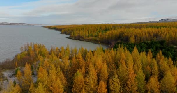 Drone Voa Sobre Uma Floresta Pinheiros Perto Lago Durante Outono — Vídeo de Stock