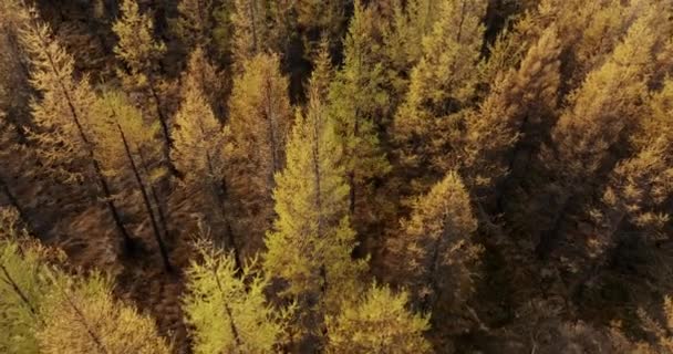 Вид Зверху Соснові Дерева Восени Золотисто Жовте Листя Посилюється Сонячним — стокове відео