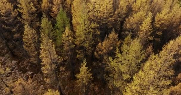 Drone Aereo Pini Densi Sotto Brillante Luce Del Sole Autunnale — Video Stock