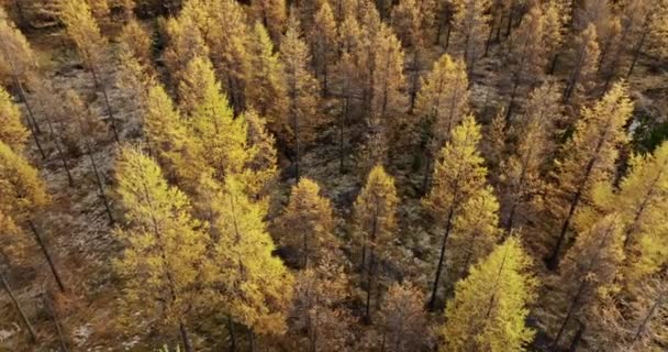 Veduta Aerea Una Fitta Foresta Con Foglie Autunnali Giallo Oro — Video Stock