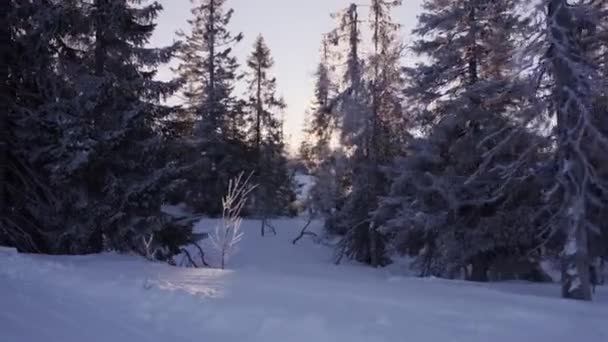 Disparo Rastreo Captura Hermoso Paisaje Del Bosque Invernal Con Sol — Vídeos de Stock