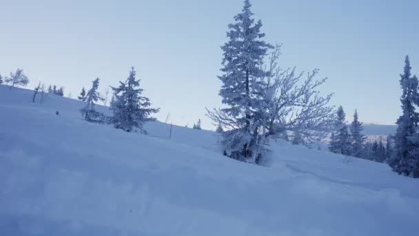 Een Winterlandschap Met Besneeuwde Bomen Onder Heldere Luchten Bij Zonsopgang — Stockvideo