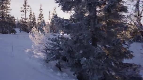 Hermoso Paisaje Invierno Con Pinos Cubiertos Nieve Durante Amanecer — Vídeos de Stock