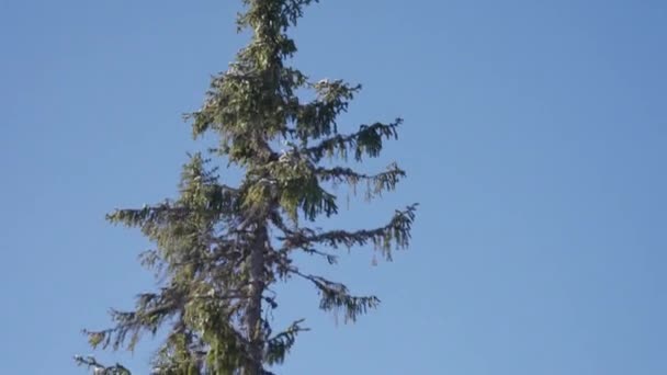 Niskokątne Ujęcie Sosny Śniegiem Widocznym Gałęziach Igłach Tle Jasnego Błękitnego — Wideo stockowe