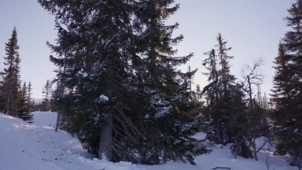 Una Toma Pov Árboles Altos Cubiertos Nieve Bosque Con Brillante — Vídeos de Stock