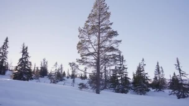 Una Toma Pov Árboles Siempreverdes Altos Paisaje Invernal Nevado Sobre — Vídeos de Stock