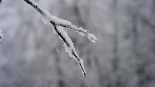 新しく落ちた雪で覆われた枝のクローズアップ 雪景色の鮮やかな背景に優しく雪が降っています ストック動画
