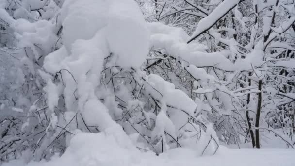 Низкоугольный Снимок Показывает Дрожащие Ветки Деревьев Большие Куски Снега Падают — стоковое видео