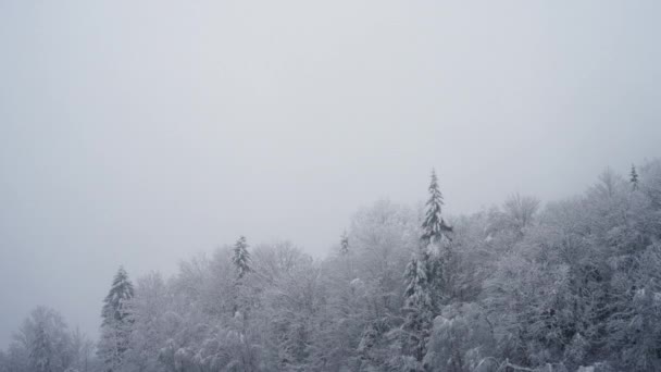 雪に覆われた濃い木々 空を覆い 雪崩によって視認性が低下する冬の風景の静的なショット 動画クリップ