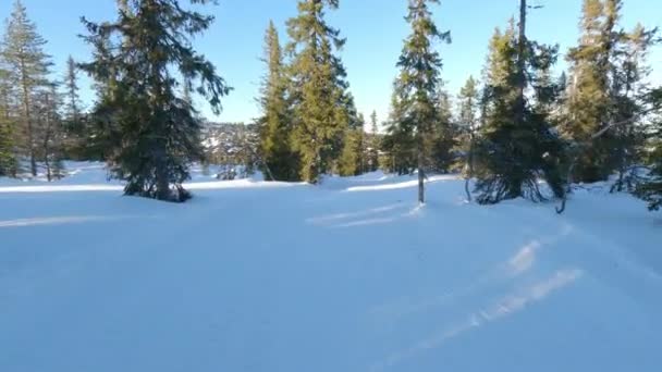 Pov Snowboarding Navigating Pine Framed Trails Carving Fresh Tracks Amidst — Stock Video