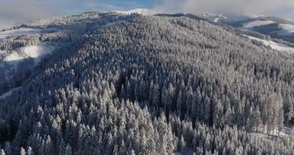 雪に覆われた冬の森の穏やかな美しさに覆われたドローン 動画クリップ