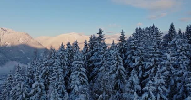 Снег Покрывает Горы Сосны Превращая Лес Безмятежную Зимнюю Страну Чудес — стоковое видео