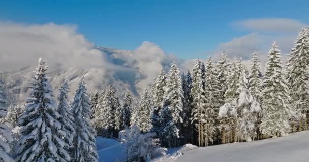 雄大な山々に囲まれた雪の森の穏やかな美しさを捉えたドローンショット ロイヤリティフリーストック映像