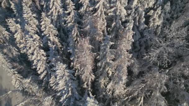 ドローンは太陽の優しい抱擁の下に背の高い雪の松の木の穏やかな美しさをキャプチャします ストック映像