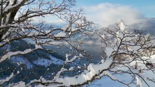 Arbre Sans Feuilles Recouvert Neige Tenant Milieu Paysages Magnifiques Montagne — Video