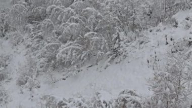 Sakin bir kış manzarasının insansız hava aracı görüntüsü. Ağaçlar ve zemin tamamen beyaz karla kaplı. Huzur ve sessizlik hissi veriyor.