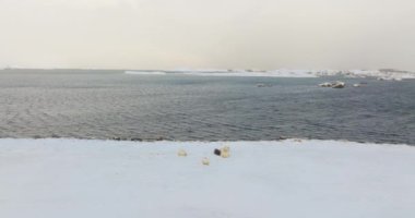 Okyanusun kıyısındaki karlı ovalarda huzur içinde otlayan bir koyun sürüsü.