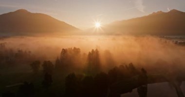 Güneşin doğuşuyla kaplanmış bir orman manzarası manzarada altın bir parıltı bırakıyor.